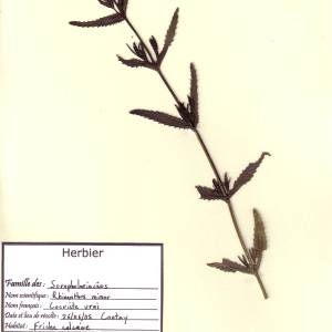 Photographie n°49446 du taxon Rhinanthus minor L. [1756]