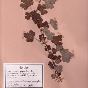Photographie n°49447 du taxon Ribes uva-crispa L. [1753]