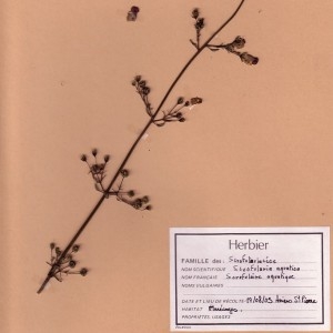 Photographie n°49466 du taxon Scrophularia auriculata L. [1753]