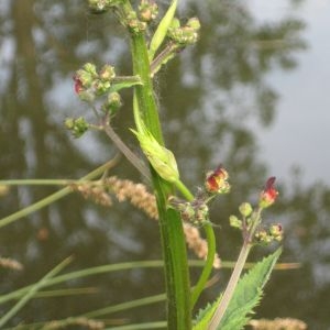 Photographie n°49468 du taxon Scrophularia auriculata L. [1753]