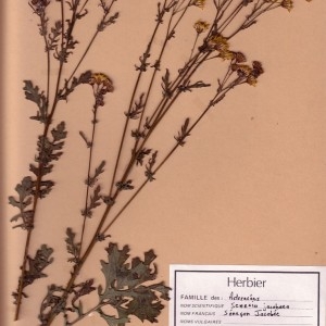 Photographie n°49472 du taxon Jacobaea vulgaris Gaertn. [1791]