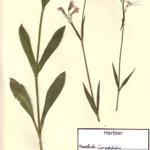 Photographie n°49479 du taxon Lychnis flos-cuculi L. [1753]