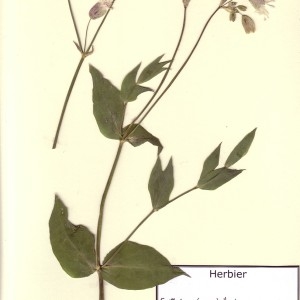 Photographie n°49482 du taxon Silene vulgaris (Moench) Garcke [1869]