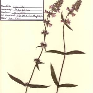 Photographie n°49490 du taxon Stachys palustris L.