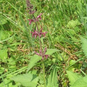 Photographie n°49493 du taxon Stachys sylvatica L.