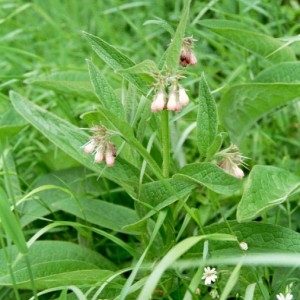 Photographie n°49501 du taxon Symphytum officinale L. [1753]