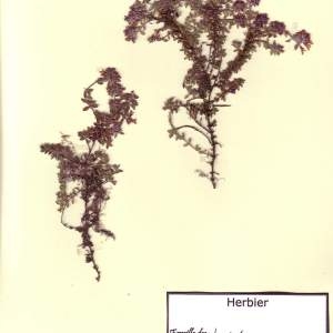 Photographie n°49506 du taxon Thymus vulgaris L. [1753]