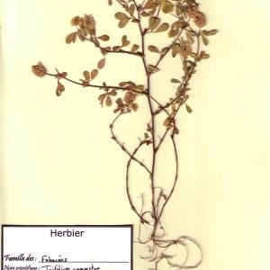 Photographie n°49509 du taxon Trifolium campestre Schreb. [1804]