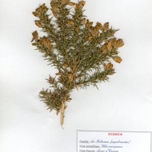 Photographie n°49514 du taxon Ulex europaeus L. [1753]