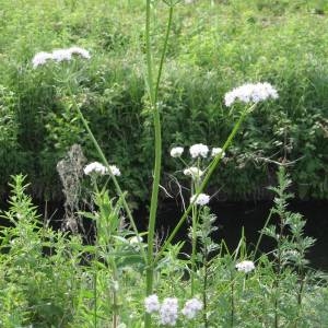 Photographie n°49517 du taxon Valeriana officinalis L. [1753]