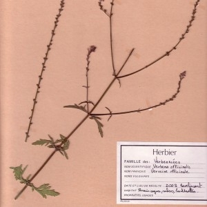 Photographie n°49523 du taxon Verbena officinalis L. [1753]