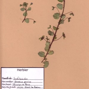 Photographie n°49528 du taxon Veronica persica Poir. [1808]