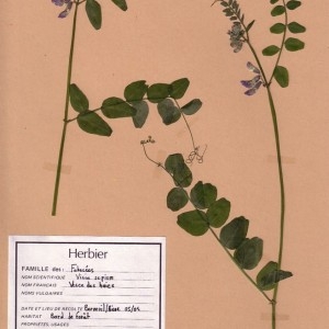 Photographie n°49538 du taxon Vicia sepium L. [1753]