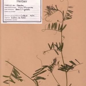 Photographie n°49540 du taxon Vicia tetrasperma (L.) Schreb. [1771]