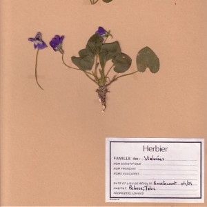 Photographie n°49548 du taxon Viola reichenbachiana Jord. ex Boreau [1857]