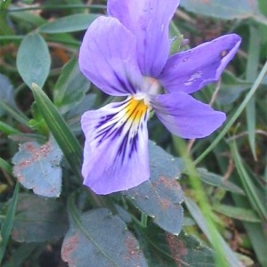 Photographie n°49550 du taxon Viola tricolor L. [1753]