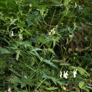 Photographie n°49552 du taxon Aconitum lycoctonum subsp. vulparia (Rchb.) Ces. [1844]