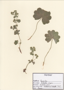 Laurent Petit, le 14 août 2011 (Montriond (Les Lindarets))