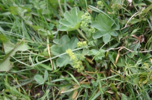 Laurent Petit, le 14 août 2011 (Montriond (Les Lindarets))