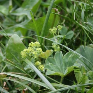 Photographie n°49555 du taxon Alchemilla acutiloba Opiz [1838]