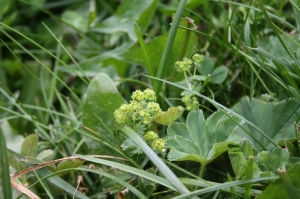 Laurent Petit, le 14 août 2011 (Montriond (Les Lindarets))
