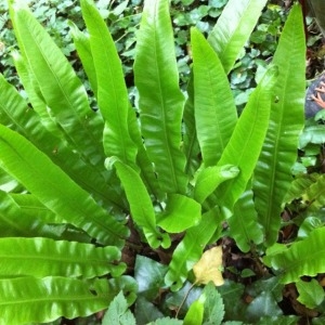 Photographie n°49557 du taxon Asplenium scolopendrium L. [1753]