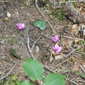  - Cyclamen purpurascens Mill. [1768]