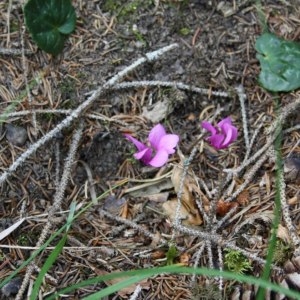 Photographie n°49572 du taxon Cyclamen purpurascens Mill. [1768]