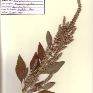 Photographie n°49573 du taxon Amaranthus hybridus L. [1753]