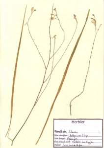 Laurent Petit, le  7 août 2005 (Les eyzies-de-tayac-sireuil)