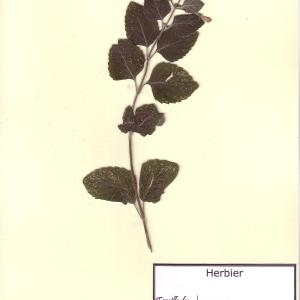 Photographie n°49575 du taxon Clinopodium nepeta (L.) Kuntze [1891]