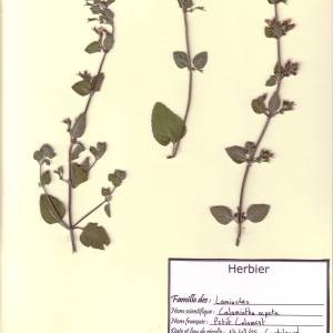 Photographie n°49576 du taxon Clinopodium nepeta (L.) Kuntze [1891]