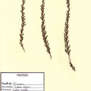 Photographie n°49577 du taxon Calluna vulgaris (L.) Hull