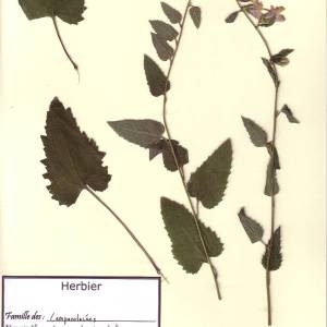 Photographie n°49580 du taxon Campanula trachelium L. [1753]