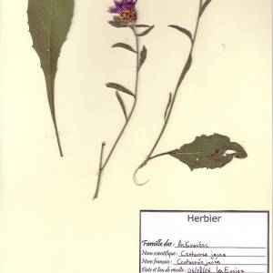 Photographie n°49582 du taxon Centaurea jacea L. [1753]