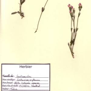 Photographie n°49583 du taxon Centaurium erythraea Rafn [1800]