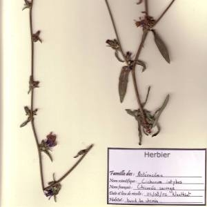 Photographie n°49584 du taxon Cichorium intybus L. [1753]