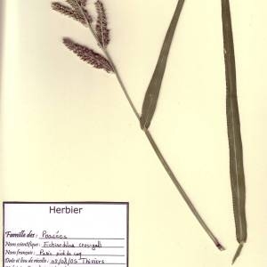 Photographie n°49588 du taxon Echinochloa crus-galli (L.) P.Beauv. [1812]