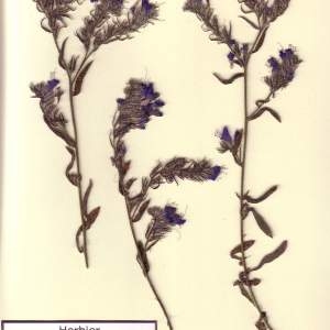 Photographie n°49589 du taxon Echium vulgare L. [1753]