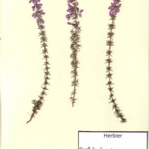 Photographie n°49591 du taxon Erica cinerea L. [1753]