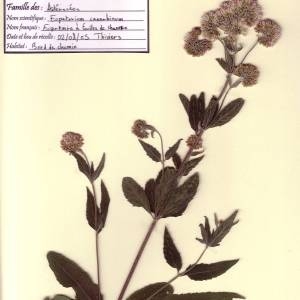 Photographie n°49592 du taxon Eupatorium cannabinum L. [1753]