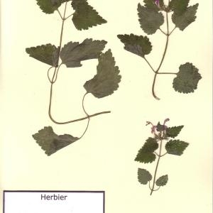 Photographie n°49595 du taxon Lamium maculatum (L.) L. [1763]