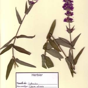 Photographie n°49599 du taxon Lythrum salicaria L. [1753]