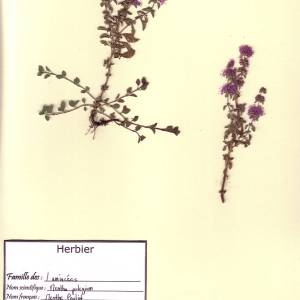Photographie n°49601 du taxon Mentha pulegium L. [1753]