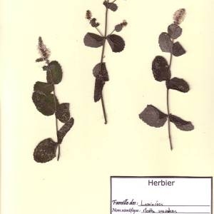 Photographie n°49602 du taxon Mentha suaveolens Ehrh. [1792]