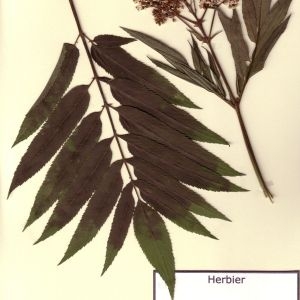 Photographie n°49610 du taxon Sambucus ebulus L. [1753]