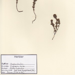 Photographie n°49616 du taxon Euphrasia minima Jacq. ex DC. [1805]