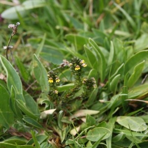 Photographie n°49617 du taxon Euphrasia minima Jacq. ex DC. [1805]