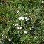  Laurent Petit - Euphrasia officinalis L. [1753]