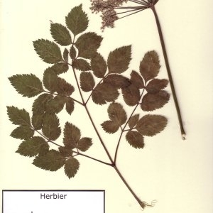 Photographie n°49621 du taxon Angelica sylvestris L. [1753]